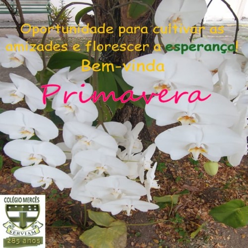 BEM-VINDA PRIMAVERA BEM-VINDA PRIMAVERA